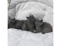 britske-maciatka-britska-modra-small-2