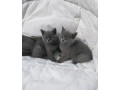 britske-maciatka-britska-modra-small-3