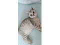 britsky-kocurik-matysek-small-0