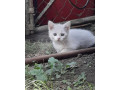 darujem-macicku-small-0