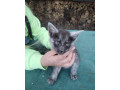 darujem-do-dobrych-ruk-maciatka-small-0
