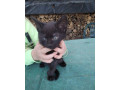darujem-do-dobrych-ruk-maciatka-small-1