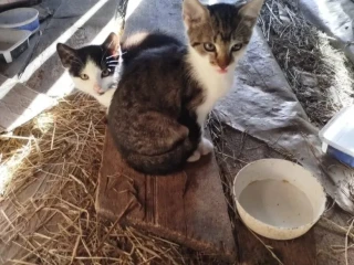 maciatka