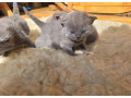 britske-maciatka-small-0
