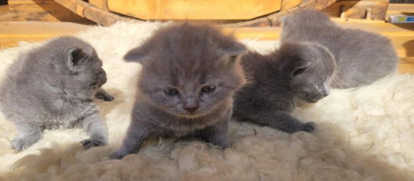 britske-maciatka-big-1