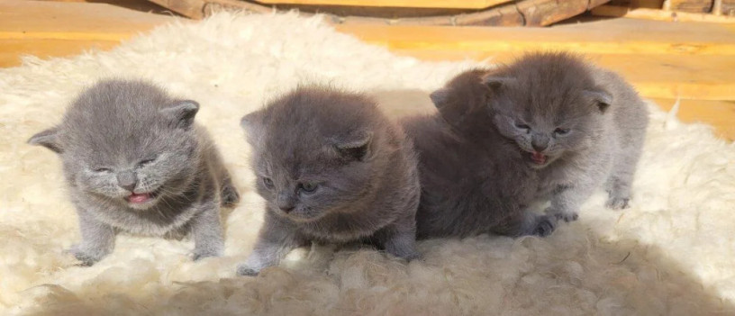 britske-maciatka-big-2