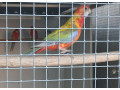 barnard-velky-modry-rozely-mitacie-small-3