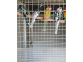barnard-velky-modry-rozely-mitacie-small-1