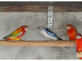 barnard-velky-modry-rozely-mitacie-small-4