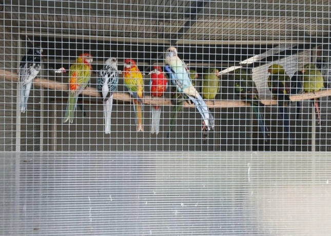 barnard-velky-modry-rozely-mitacie-big-2