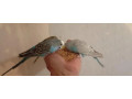 predam-andulky-small-2