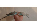 predam-andulky-small-1