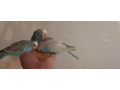 predam-andulky-small-0