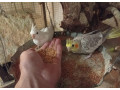 predam-korely-small-0