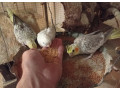 predam-korely-small-2