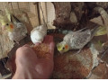 predam-korely-small-1