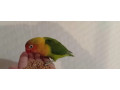 predam-agapornisy-small-2