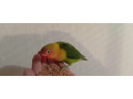 predam-agapornisy-small-1