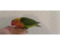 predam-agapornisy-small-0
