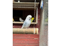 andulky-small-4