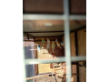 andulky-small-1