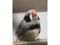 predam-zebricky-small-3