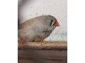 predam-zebricky-small-2