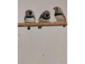 predam-zebricky-small-1