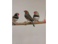 predam-zebricky-small-0