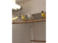 predam-kanariky-small-4