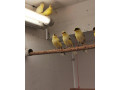 predam-kanariky-small-2
