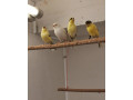 predam-kanariky-small-3
