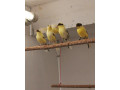 predam-kanariky-small-1