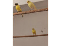 predam-kanariky-small-0