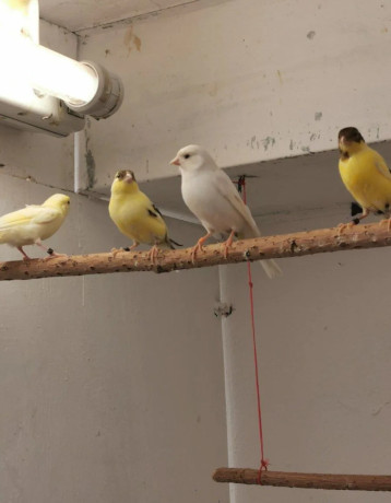 predam-kanariky-big-4