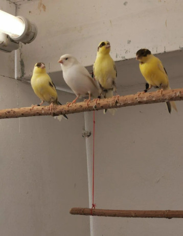 predam-kanariky-big-3