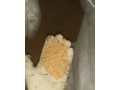 horcica-na-predaj-small-0