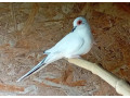 holubok-diamantovy-small-0
