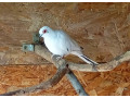 holubok-diamantovy-small-1