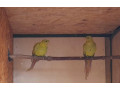 papagaj-horsky-pastel-small-0