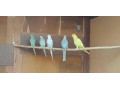 papagaj-horsky-pastel-small-3
