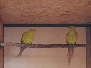 papagaj-horsky-pastel