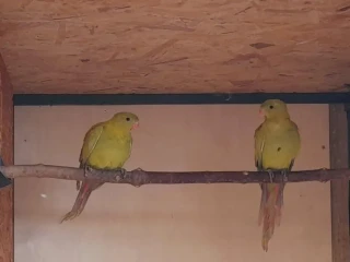 papagaj-horsky-pastel