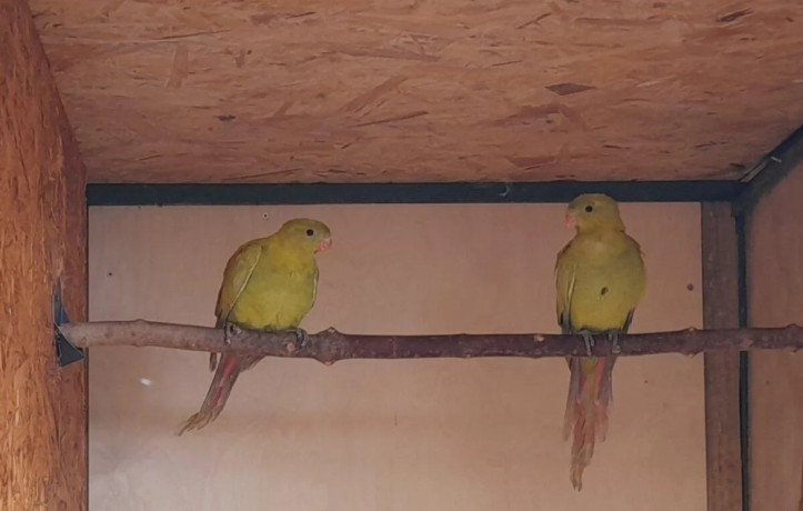 papagaj-horsky-pastel-big-0