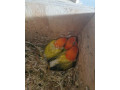 agapornis-small-4