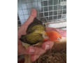 agapornis-small-0