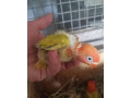 agapornis-small-2