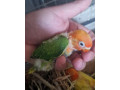 agapornis-small-1