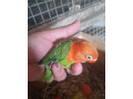 agapornis-small-3