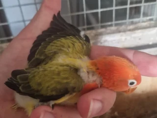 agapornis